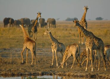 Sunway Botswana Chobe giraffe