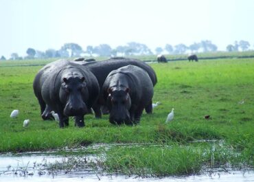 Sunway Botswana Chobe river cruise hippos - Melanie_Read