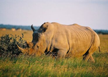 Sunway Botswana Khama Sanctuary rhino