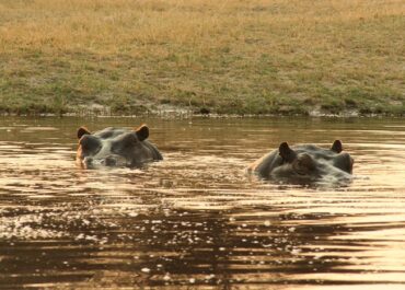 Sunway Botswana Moremi NP hippo