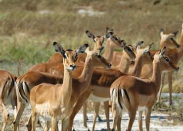 Sunway Botswana Moremi NP impala watching for predators