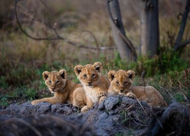 Sunway Botswana Moremi NP lion cubs