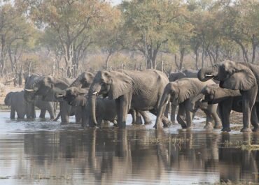Sunway Botswana elephants drinking - Hans de Vries
