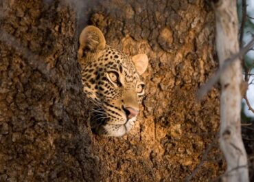 Sunway leopard - Rob Lewis